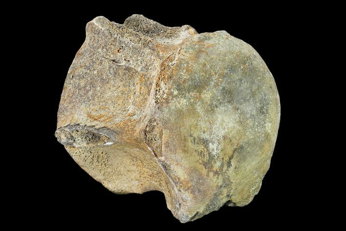 Fossil Whale Caudal Vertebra - South Carolina #137572